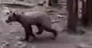 Hunter shot endangered grizzly after Idaho Fish and Game officials said it was a black bear