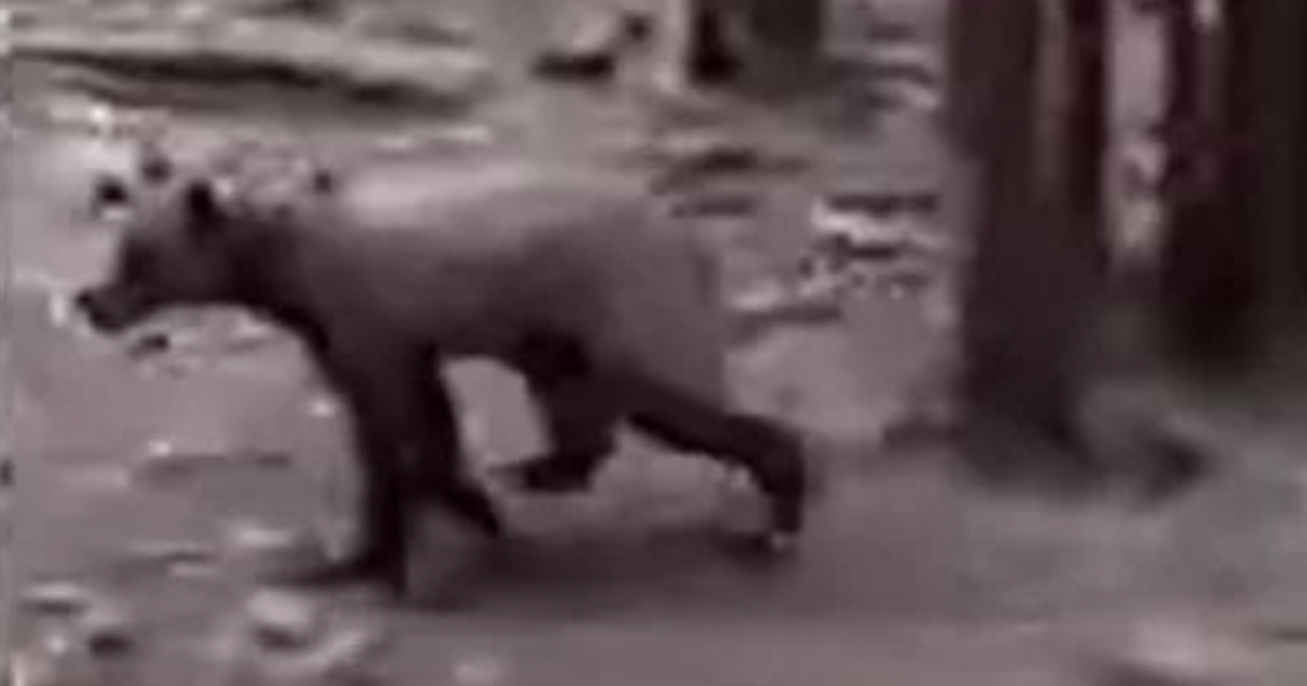 Hunter shot endangered grizzly after Idaho Fish and Game officials said it was a black bear