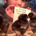 Animal Welfare: This Easter, don't give bunnies as gifts