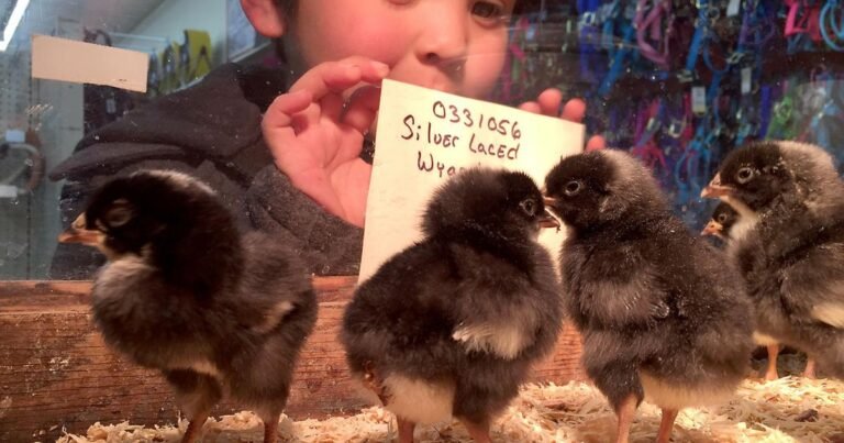 Animal Welfare: This Easter, don't give bunnies as gifts