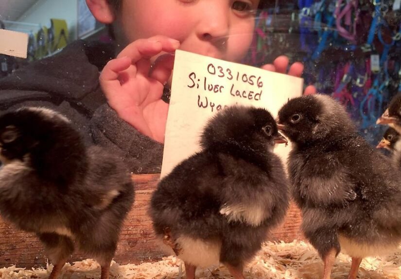 Animal Welfare: This Easter, don't give bunnies as gifts