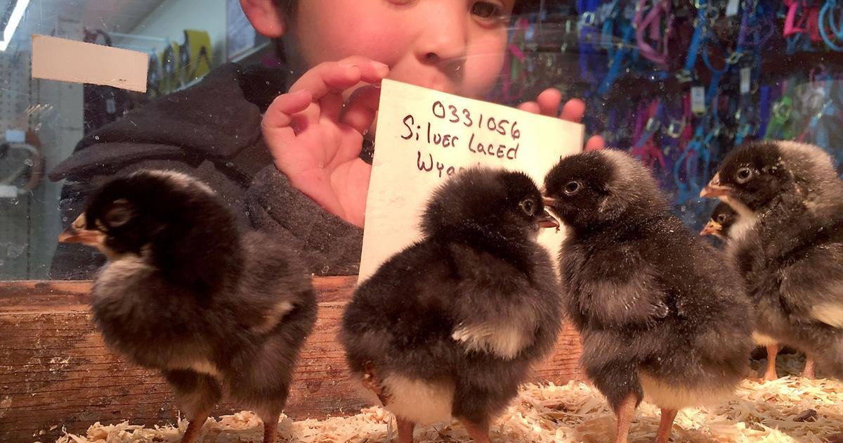 Animal Welfare: This Easter, don't give bunnies as gifts