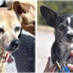 CHA Pet of the Week: Emma and Shiloh
