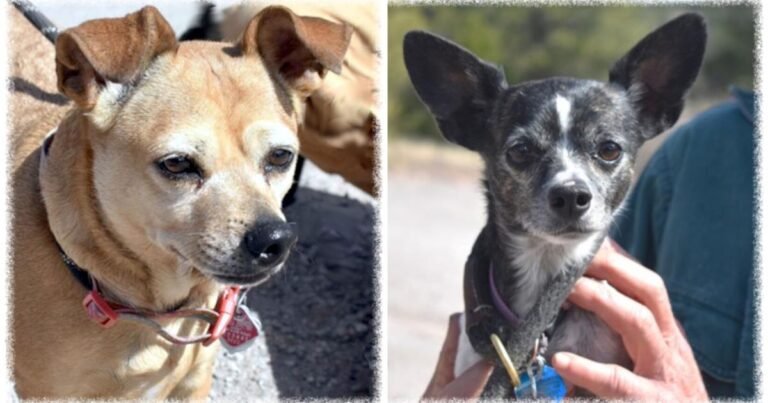 CHA Pet of the Week: Emma and Shiloh