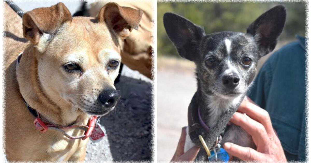 CHA Pet of the Week: Emma and Shiloh