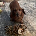 Dog killed in central Idaho crash; owner remains in the hospital with multiple injuries