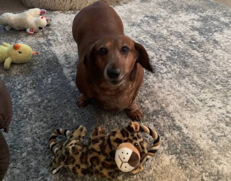 Dog killed in central Idaho crash; owner remains in the hospital with multiple injuries