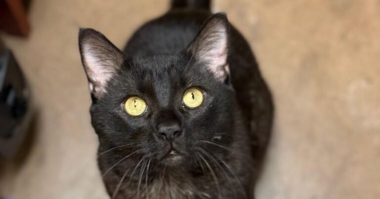 HCH Pet of the Week: Bagheera