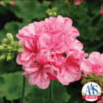 In the Garden: Coming attractions to your flower bed