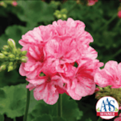 In the Garden: Coming attractions to your flower bed