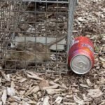 Problem of ‘dirty, filthy little rats’ will not be solved by state as abatement bill dies in the House