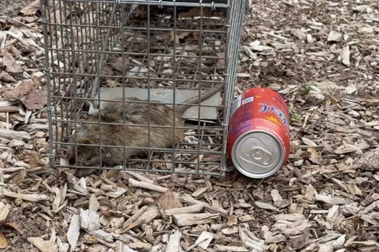 Problem of ‘dirty, filthy little rats’ will not be solved by state as abatement bill dies in the House