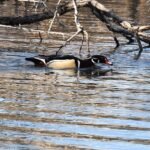 Springtime bird-watching: Wood ducks in migration through east Idaho