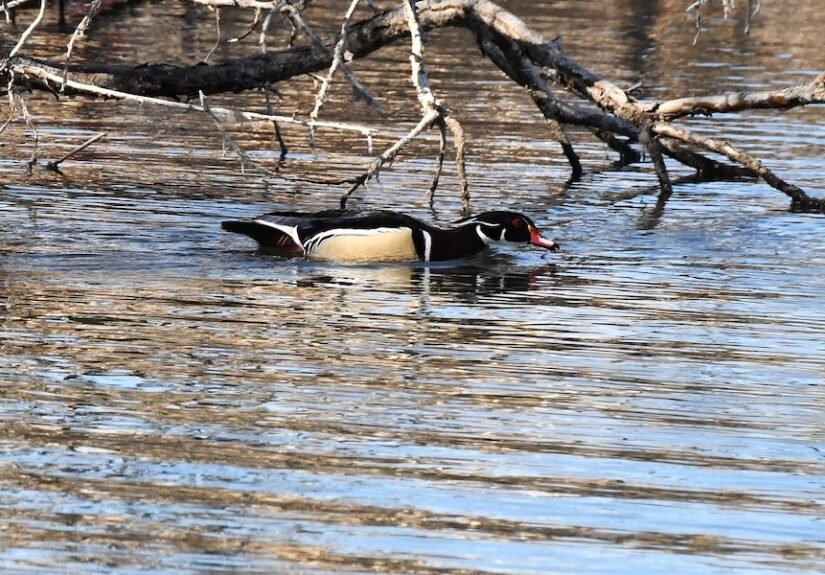 Springtime bird-watching: Wood ducks in migration through east Idaho