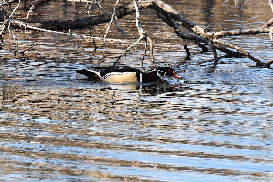 Springtime bird-watching: Wood ducks in migration through east Idaho
