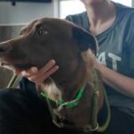This chocolate lab mix is our Pet of the Week