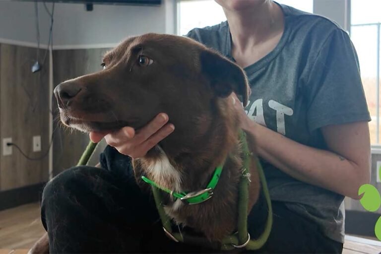 This chocolate lab mix is our Pet of the Week