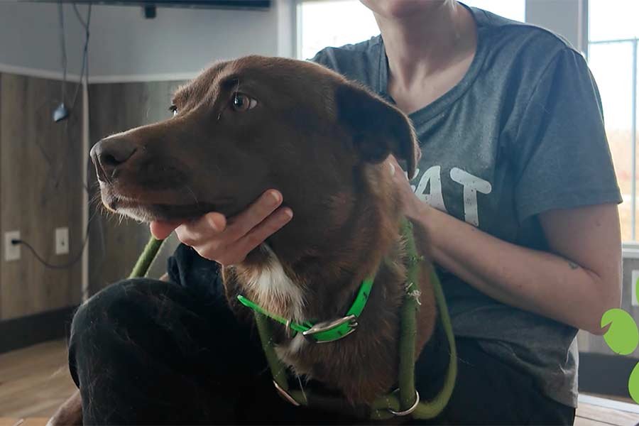 This chocolate lab mix is our Pet of the Week