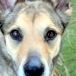 CHA Pet of the Week: Apollo