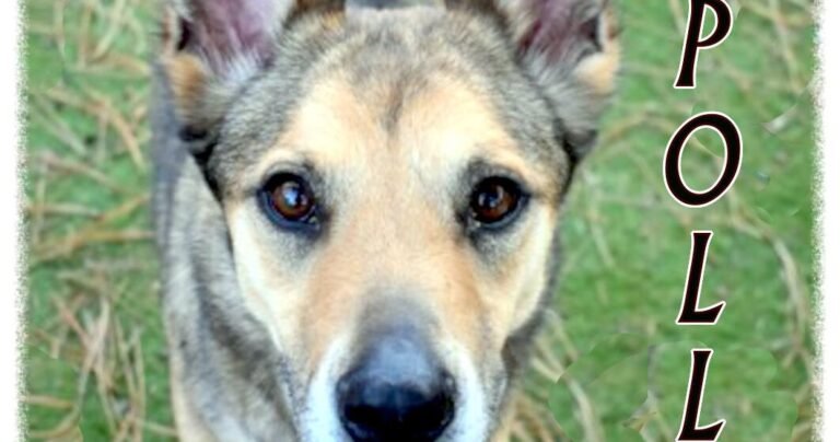 CHA Pet of the Week: Apollo