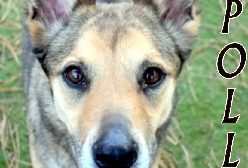 CHA Pet of the Week: Apollo