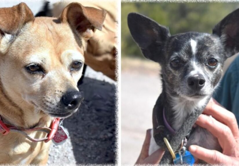 CHA Pet of the Week: Emma and Shiloh