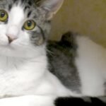 CHA Pet of the Week: Fisher