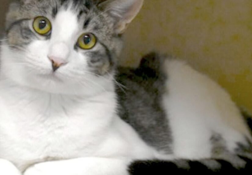 CHA Pet of the Week: Fisher