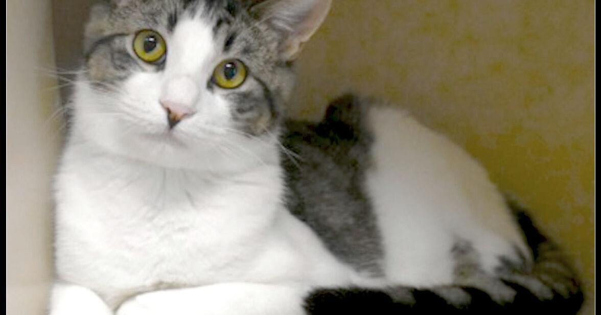 CHA Pet of the Week: Fisher