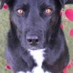 CHA Pet of the Week: Heart