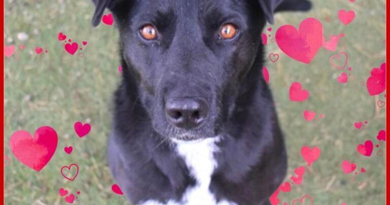 CHA Pet of the Week: Heart