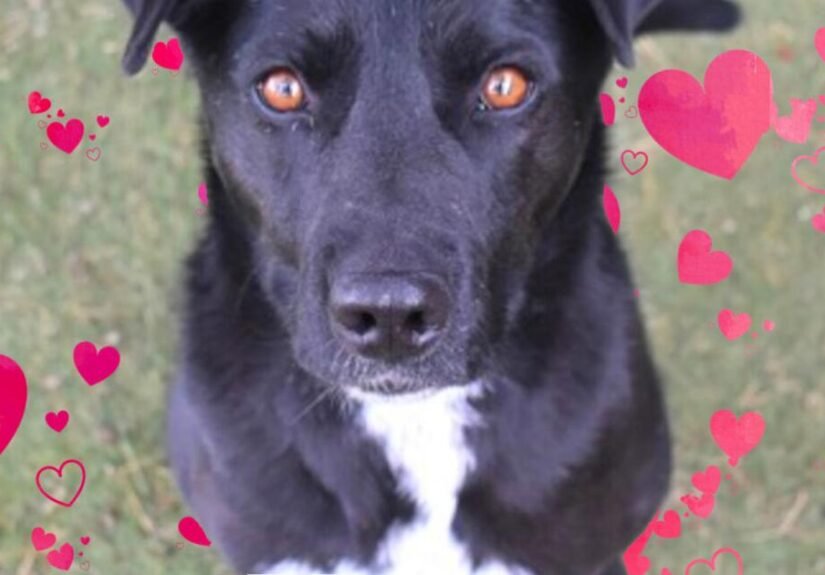 CHA Pet of the Week: Heart