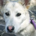 CHA Pet of the Week: Ruby