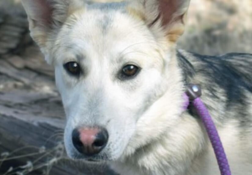 CHA Pet of the Week: Ruby