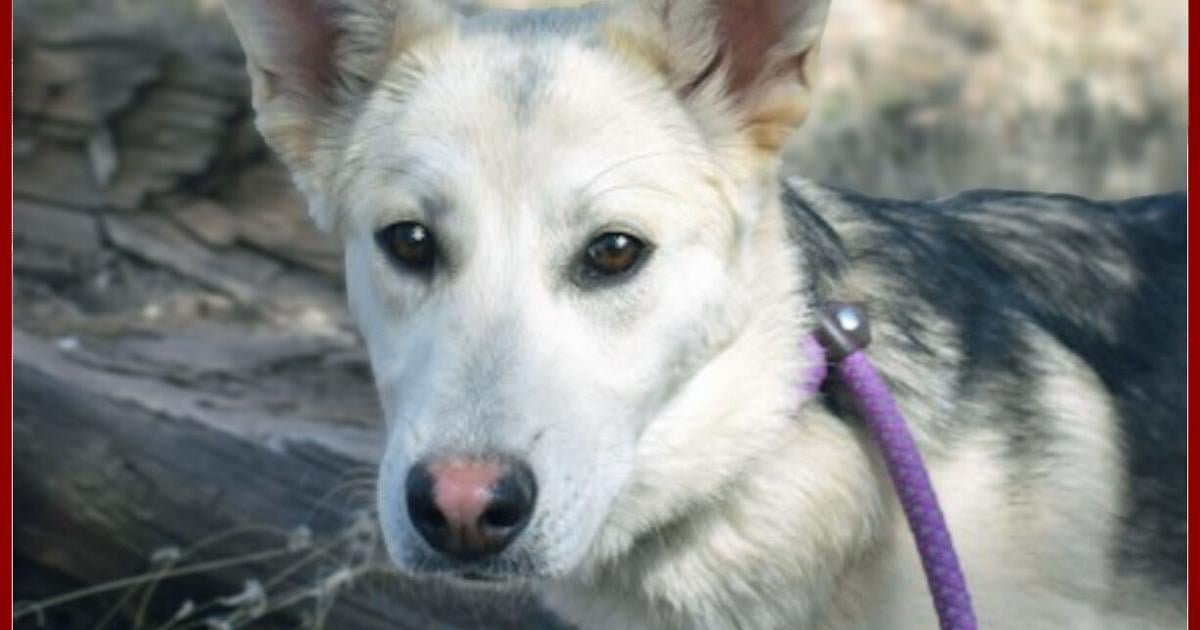 CHA Pet of the Week: Ruby