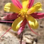 Gardening Etcetera: Ecoregions: the conditions that determine native adaptation