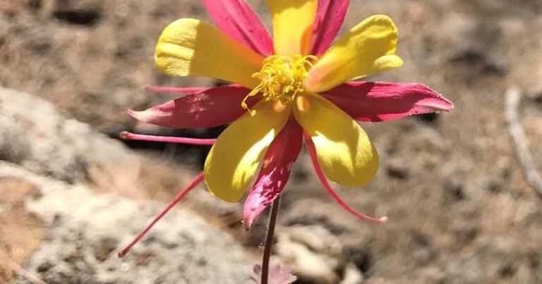 Gardening Etcetera: Ecoregions: the conditions that determine native adaptation