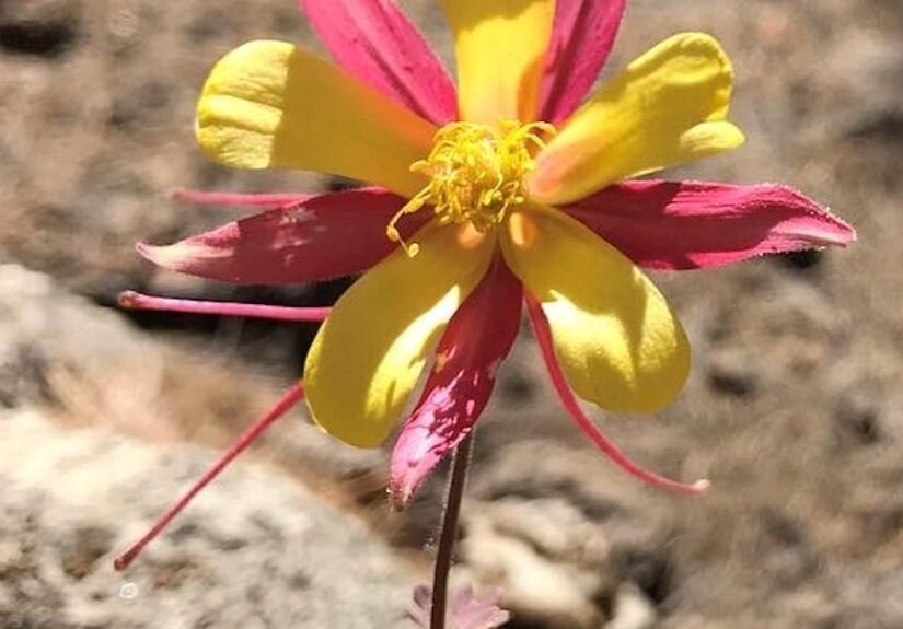 Gardening Etcetera: Ecoregions: the conditions that determine native adaptation