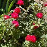 Gardening Etcetera: Getting your roses to have a healthy start