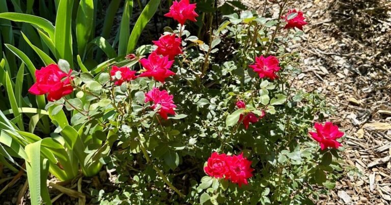 Gardening Etcetera: Getting your roses to have a healthy start