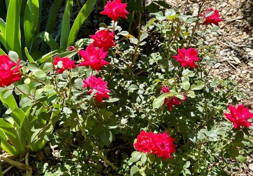 Gardening Etcetera: Getting your roses to have a healthy start