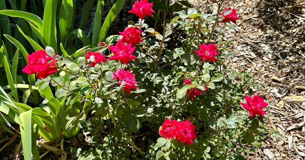 Gardening Etcetera: Getting your roses to have a healthy start