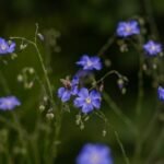 Gardening Etcetera: How to grow wildflowers in our region