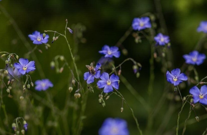Gardening Etcetera: How to grow wildflowers in our region