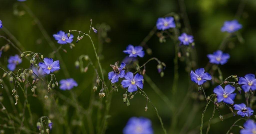 Gardening Etcetera: How to grow wildflowers in our region