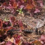 Gardening Etcetera: Irrigation and you: Better living with automation