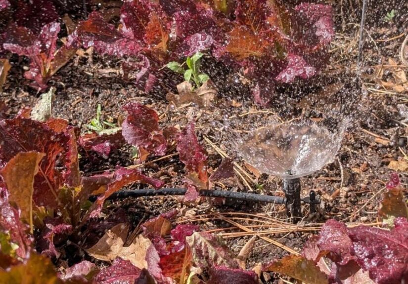 Gardening Etcetera: Irrigation and you: Better living with automation