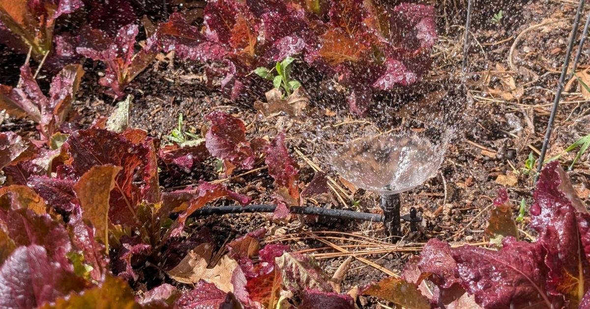 Gardening Etcetera: Irrigation and you: Better living with automation