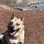 HCH Pet of the Week: Angela