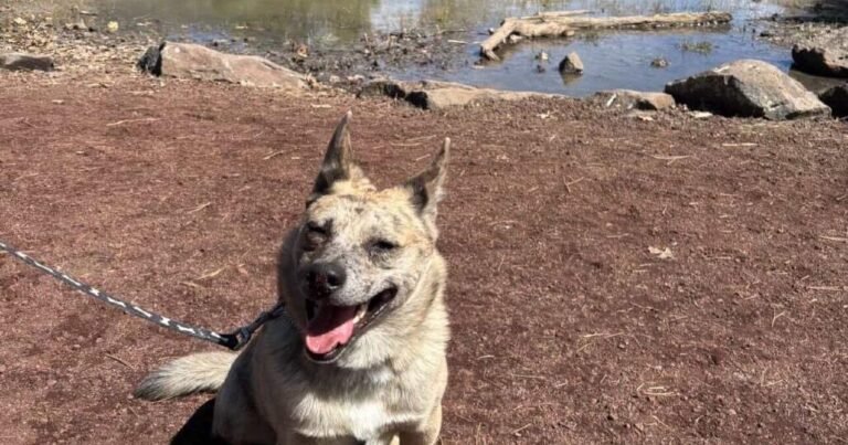 HCH Pet of the Week: Angela